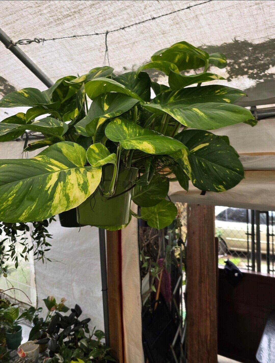 10" Pot - 2.5 ft tall Giant Hawaiian Pothos plant, Get Similar To the picture