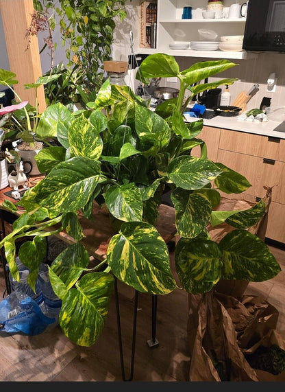 10" Pot - 2.5 ft tall Giant Hawaiian Pothos plant, Get Similar To the picture