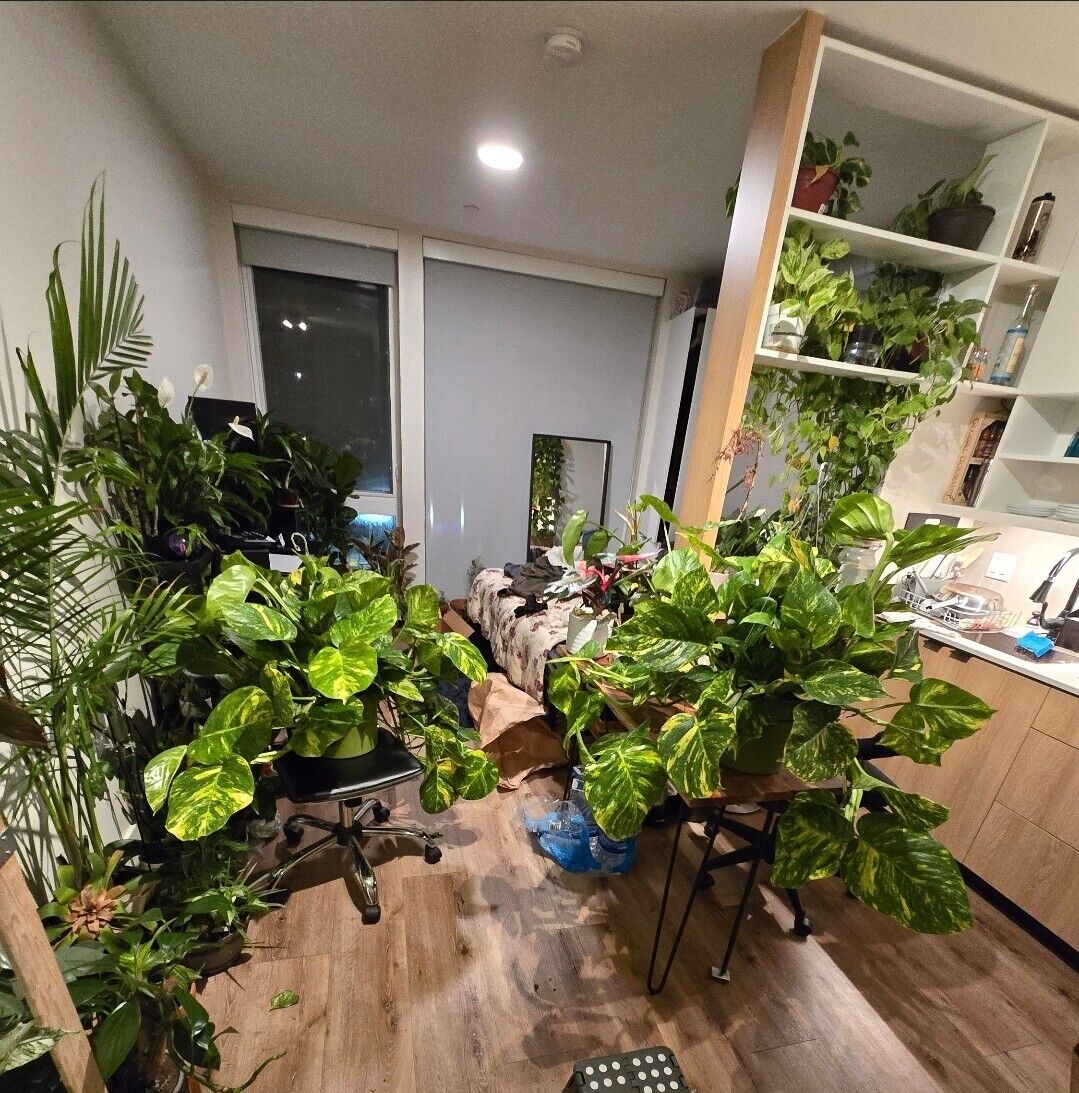 10" Pot - 2.5 ft tall Giant Hawaiian Pothos plant, Get Similar To the picture