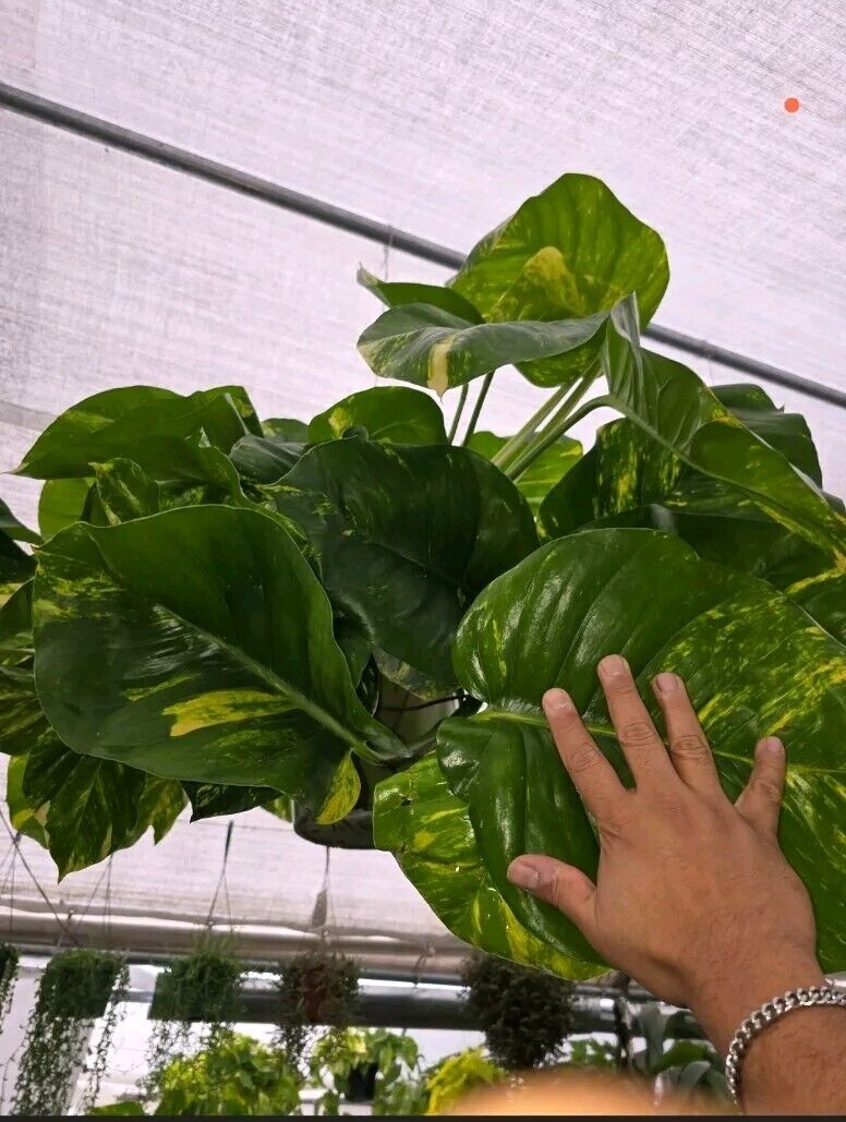 10" Pot - 2.5 ft tall Giant Hawaiian Pothos plant, Get Similar To the picture