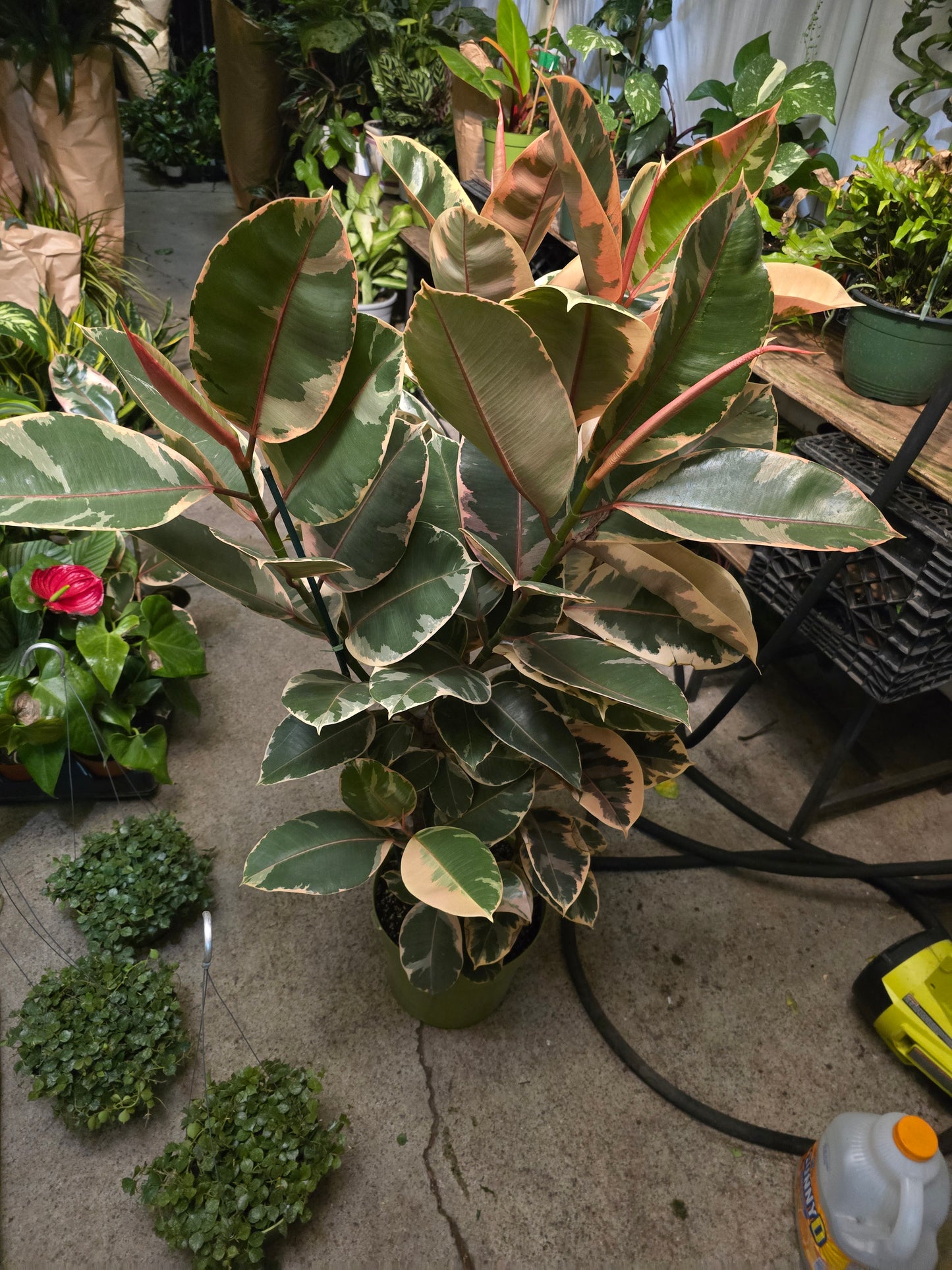 10 inch Pot - 4 ft tall XL size Ficus elastica "Ruby" Variegated Rubber Tree Elegant-  Get similar - 🪴 Voelk Art & Plants Inc 🪴