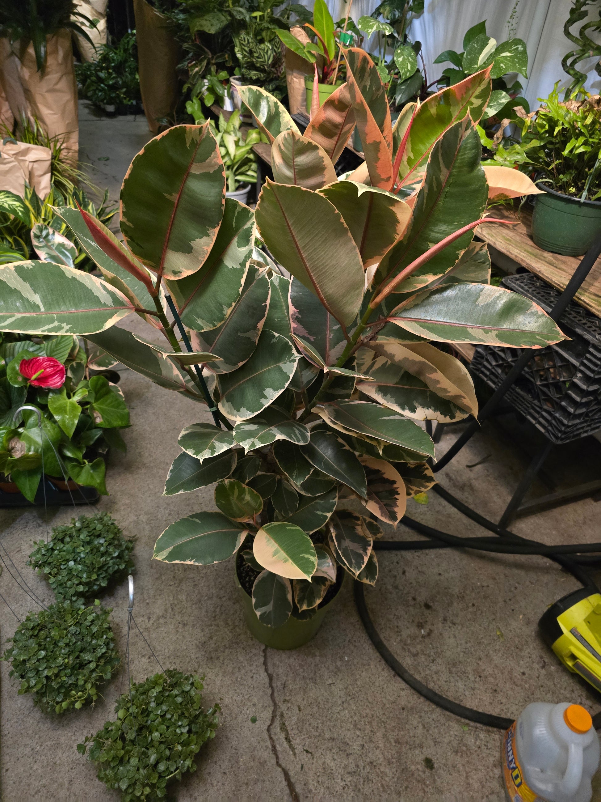 10 inch Pot - 4 ft tall XL size Ficus elastica "Ruby" Variegated Rubber Tree Elegant-  Get similar - 🪴 Voelk Art & Plants Inc 🪴