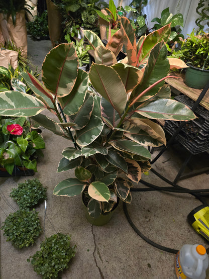 10 inch Pot - 4 ft tall XL size Ficus elastica "Ruby" Variegated Rubber Tree Elegant-  Get similar - 🪴 Voelk Art & Plants Inc 🪴