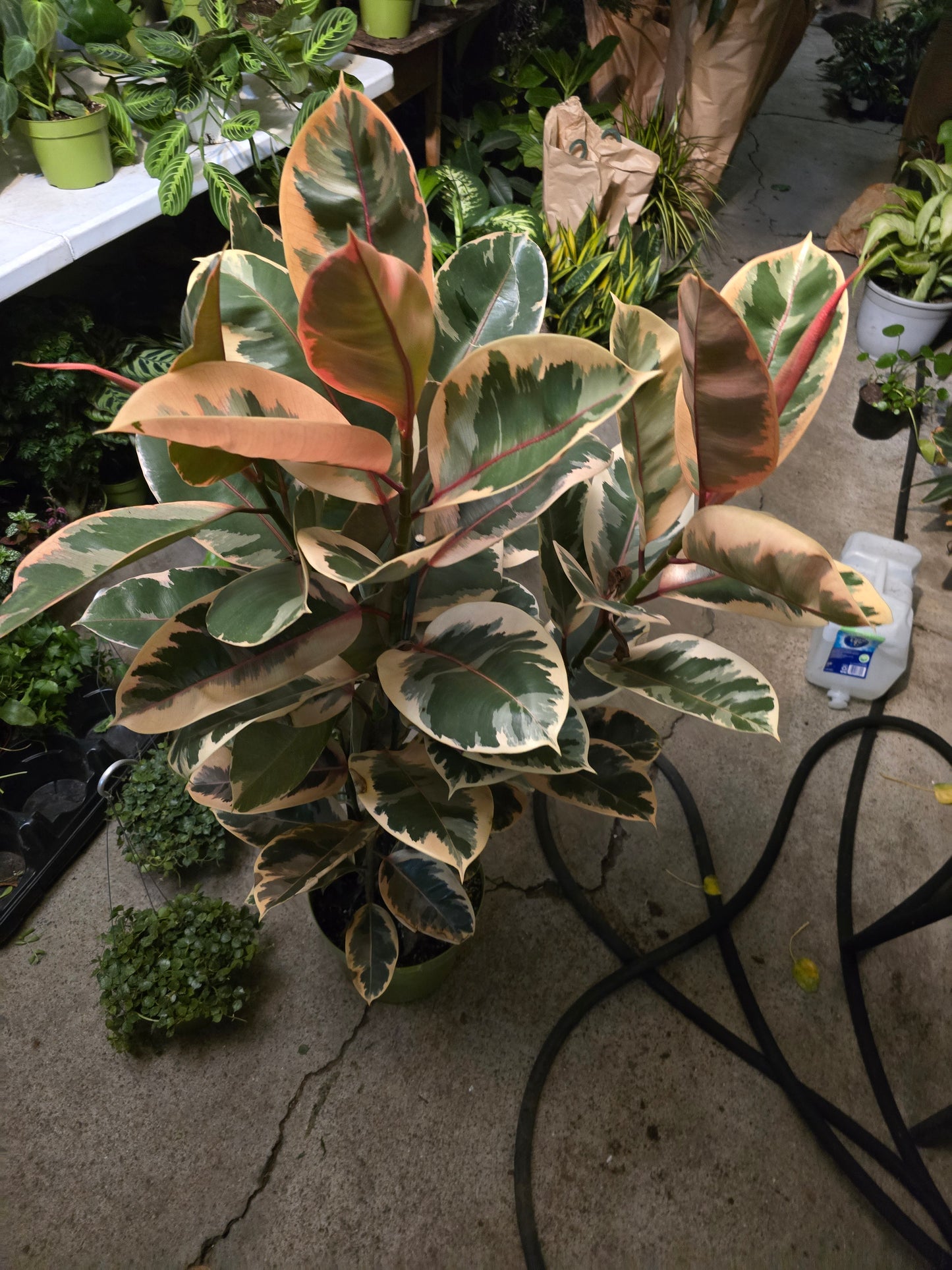 10 inch Pot - 4 ft tall XL size Ficus elastica "Ruby" Variegated Rubber Tree Elegant-  Get similar - 🪴 Voelk Art & Plants Inc 🪴