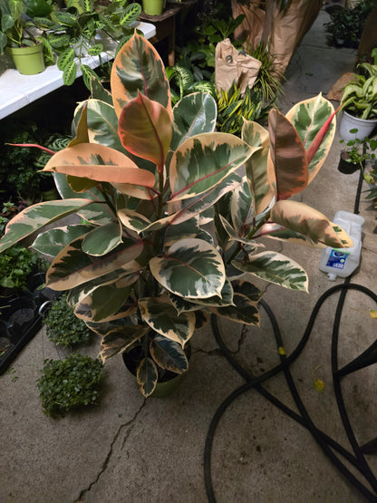10 inch Pot - 4 ft tall XL size Ficus elastica "Ruby" Variegated Rubber Tree Elegant-  Get similar - 🪴 Voelk Art & Plants Inc 🪴