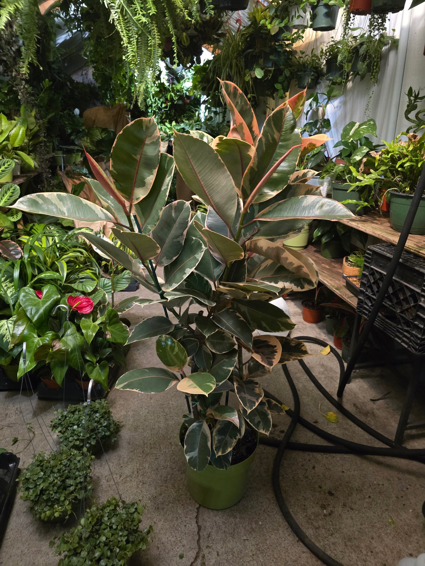 10 inch Pot - 4 ft tall XL size Ficus elastica "Ruby" Variegated Rubber Tree Elegant-  Get similar - 🪴 Voelk Art & Plants Inc 🪴