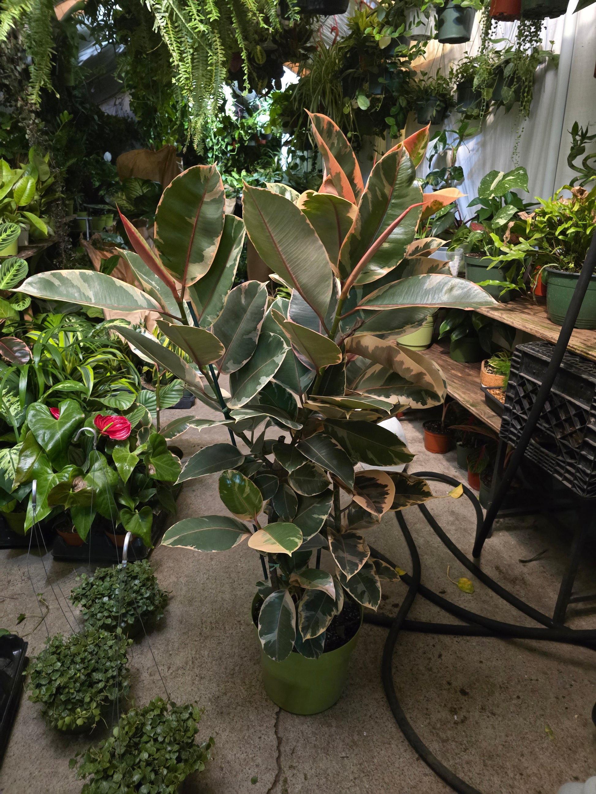 10 inch Pot - 4 ft tall XL size Ficus elastica "Ruby" Variegated Rubber Tree Elegant-  Get similar - 🪴 Voelk Art & Plants Inc 🪴