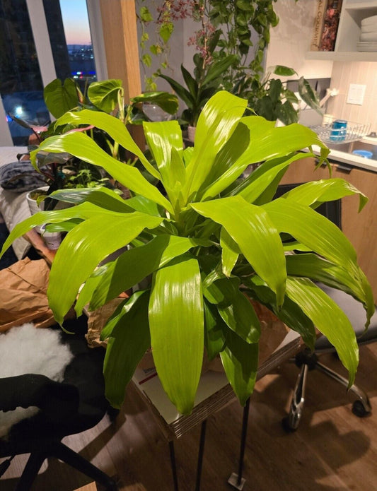 6" pot 12" ish tall - Dracena Limelight XL Madagascar Dragon Tree #005