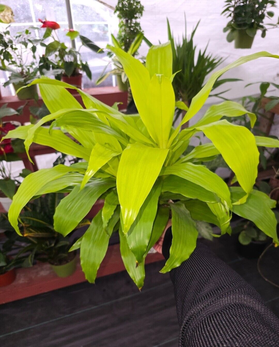 6" pot 12" ish tall - Dracena Limelight XL Madagascar Dragon Tree #005