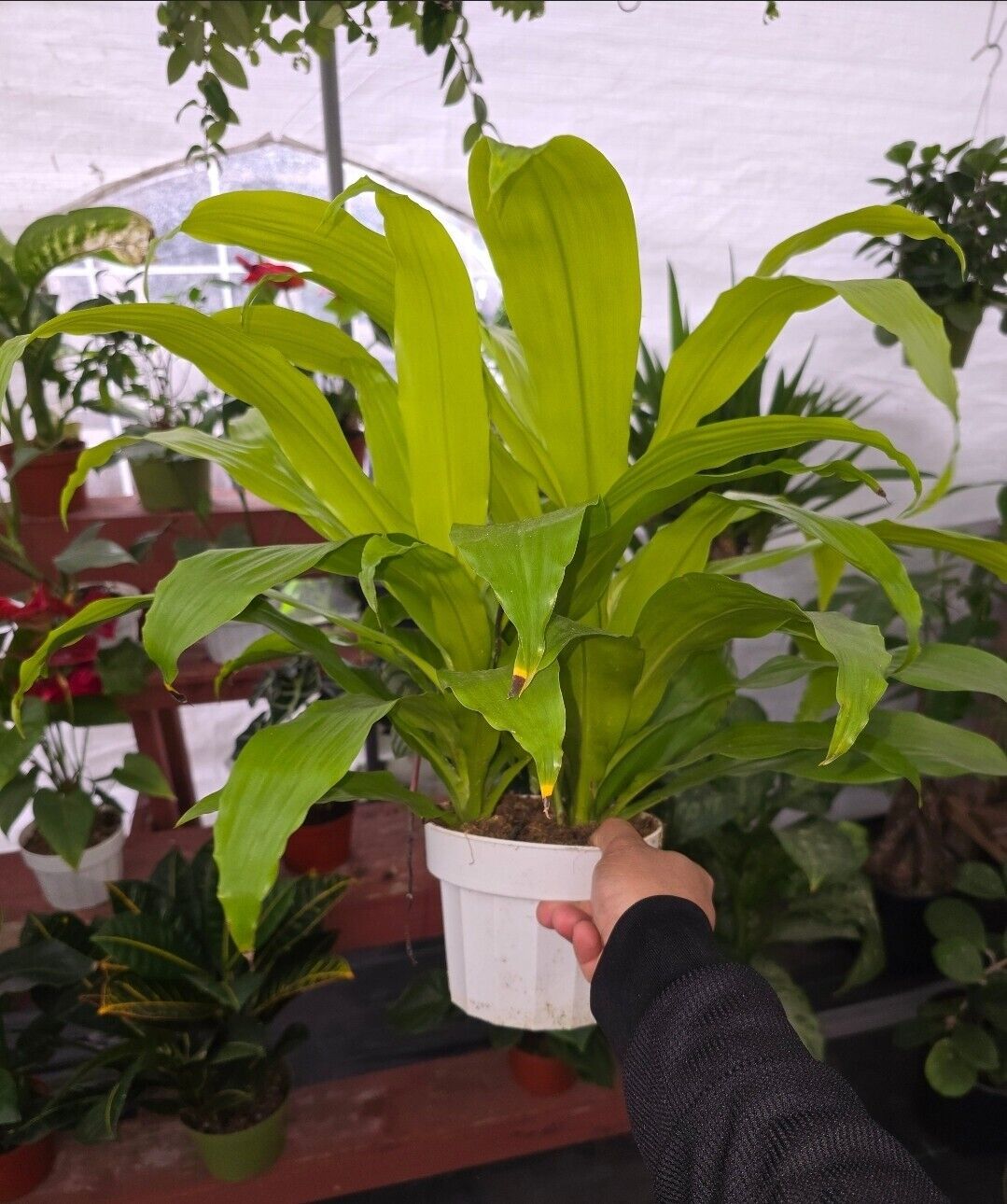 6" pot 12" ish tall - Dracena Limelight XL Madagascar Dragon Tree #005