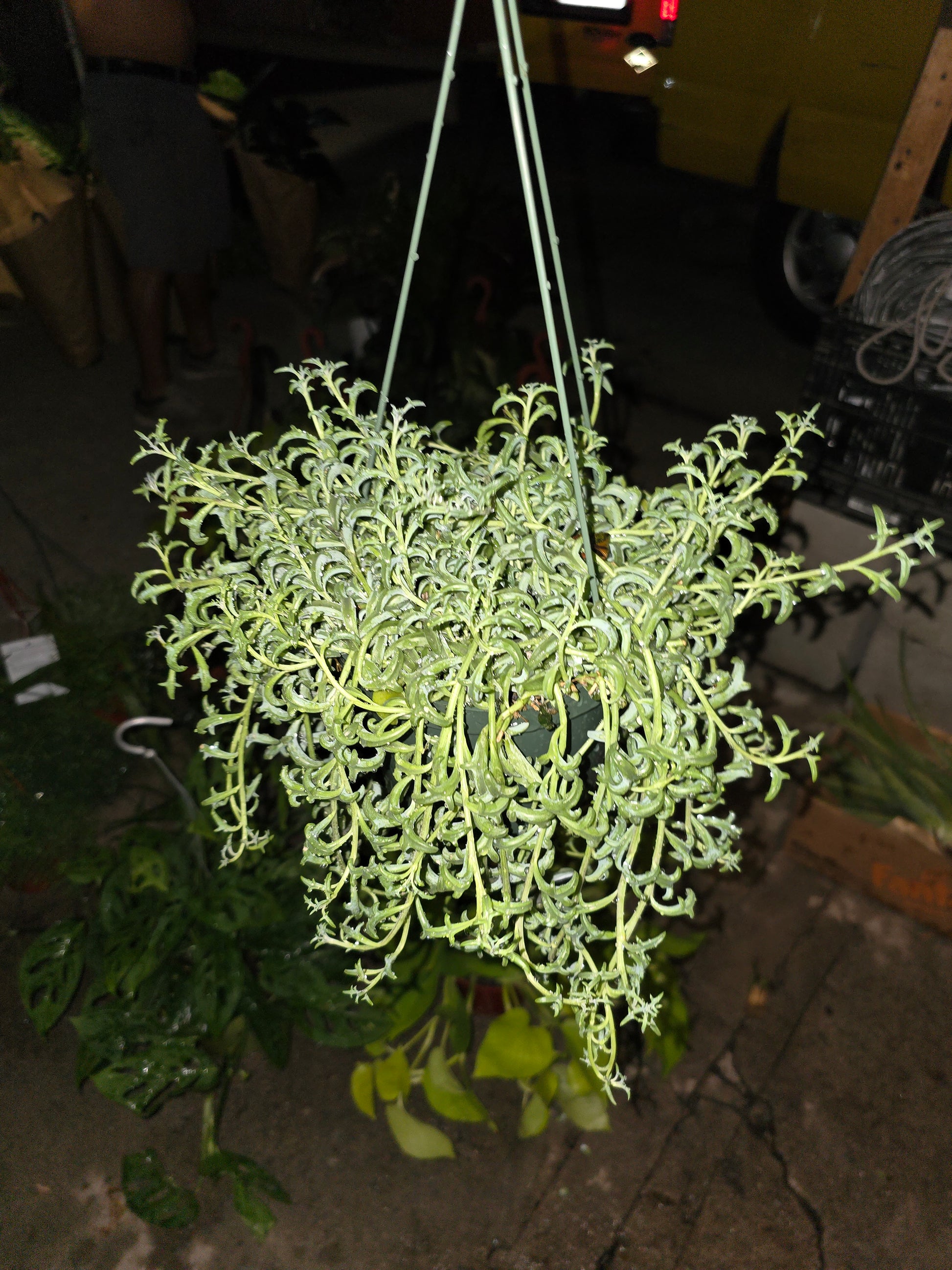 succulent that hangs over pot 6 inch pot- Curio Radicans very hardy easy care