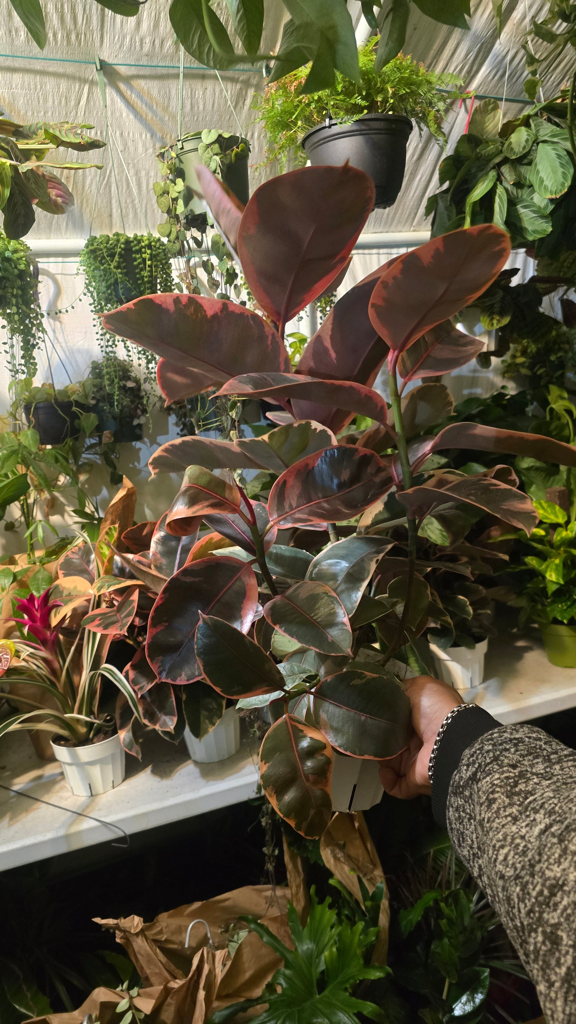 redpower rubber tree 6 inch Pot - Ficus elastica "Red Ruby" Variegated Rubber Tree