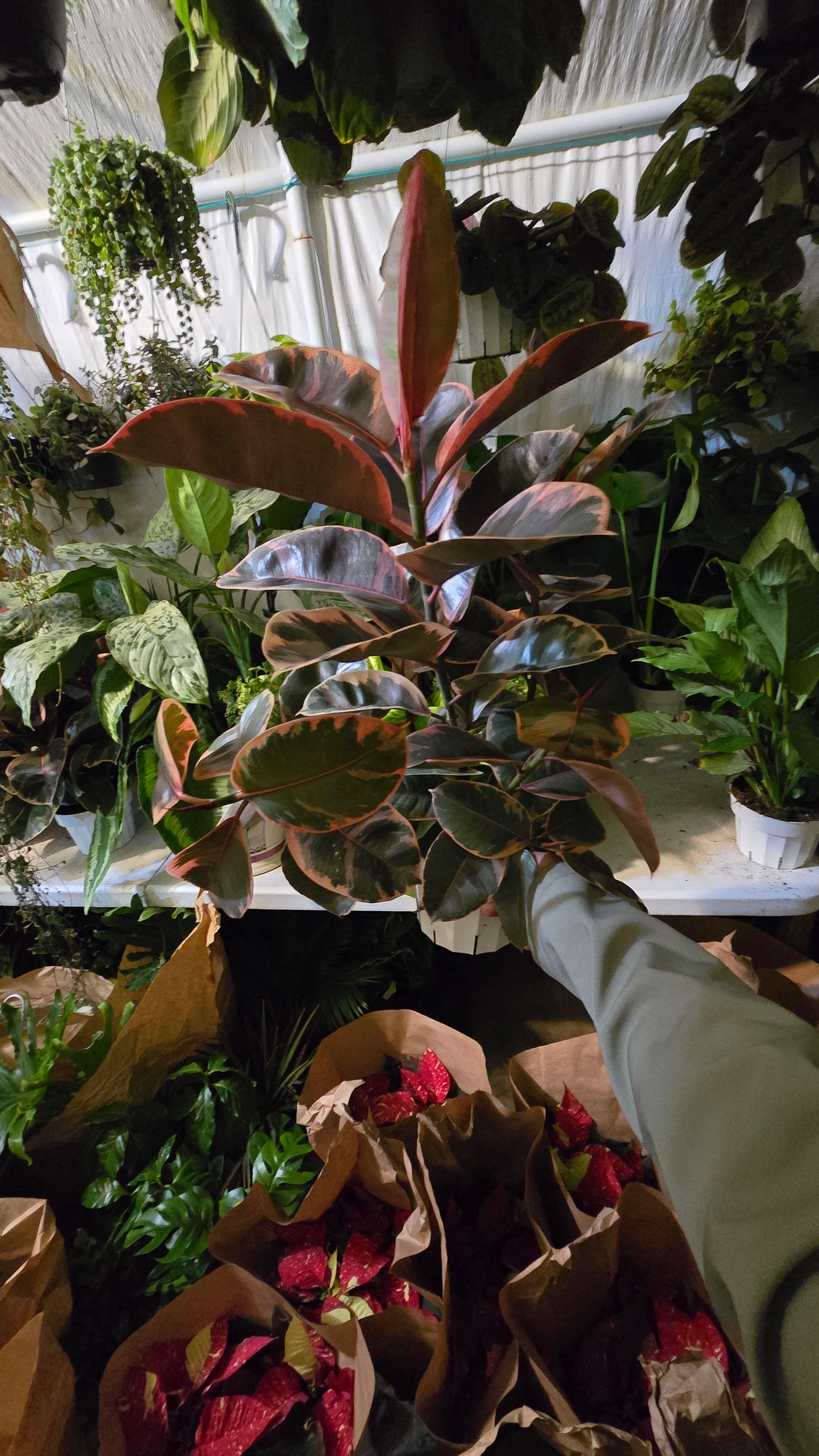 6 inch Pot - Ficus elastica "Red Ruby" Variegated Rubber Tree - 🪴 Voelk Art & Plants Inc 🪴