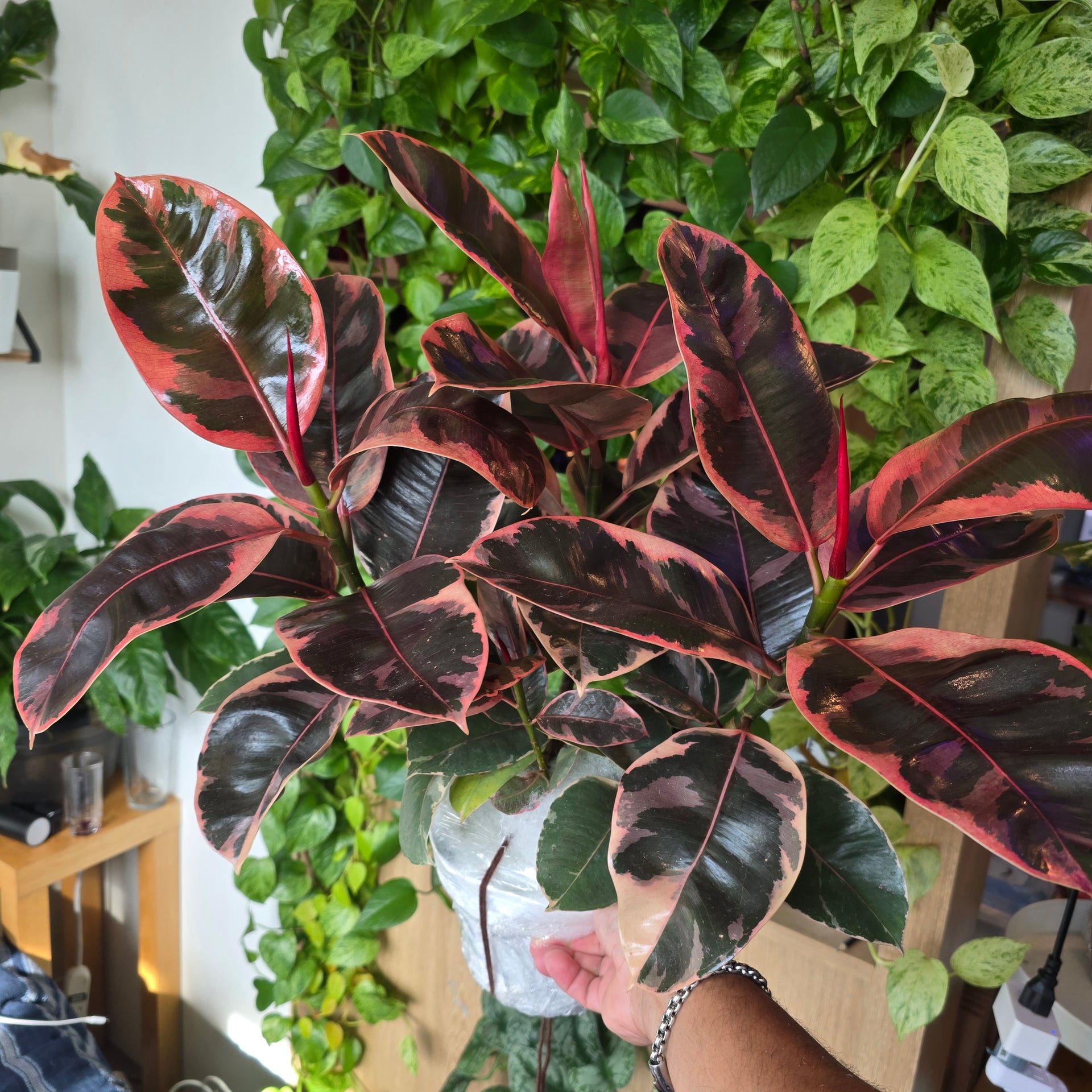 redpower rubber tree 6 inch Pot - Ficus elastica "Red Ruby" Variegated Rubber Tree