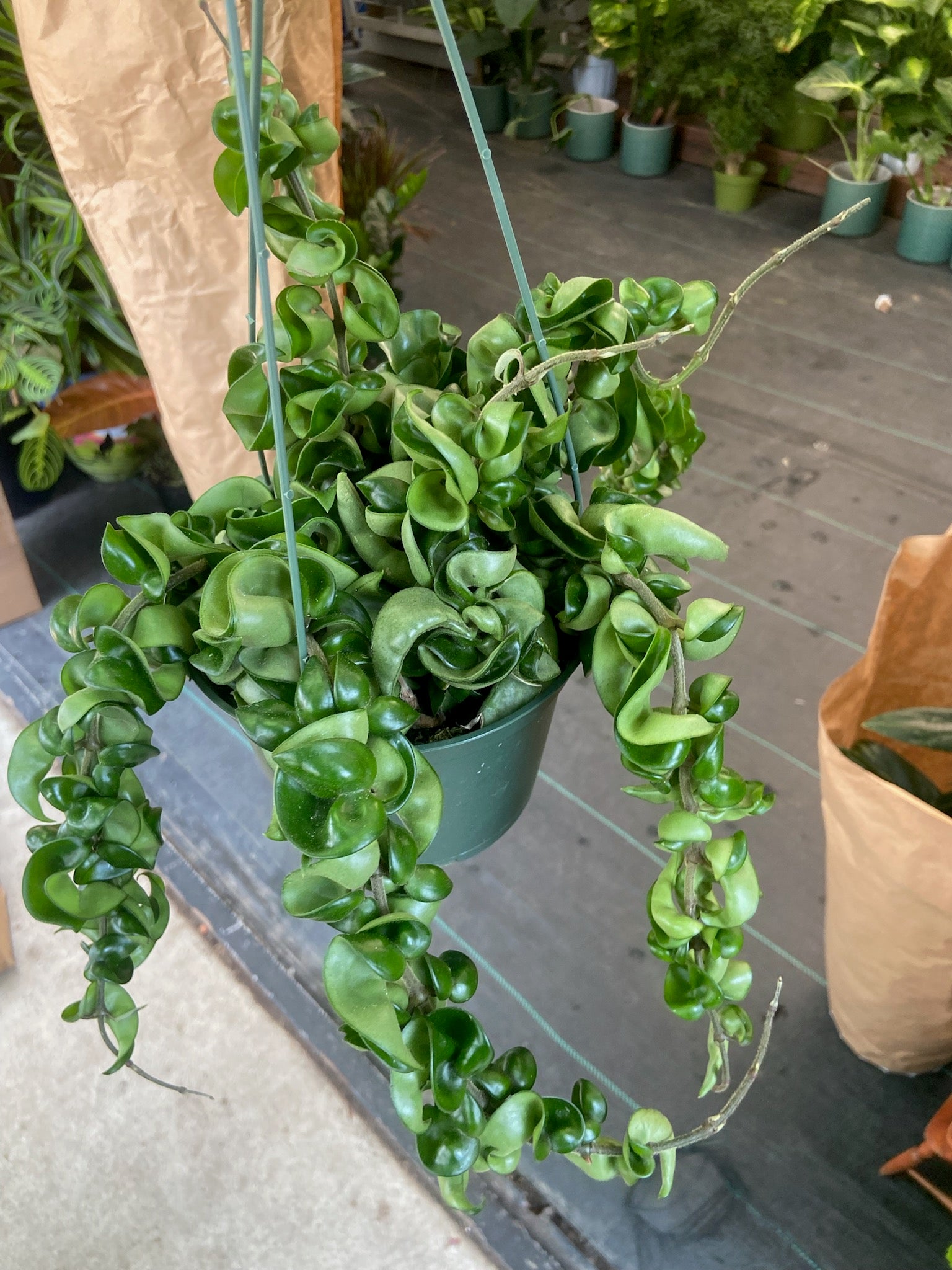6 inch pot - Hoya Compacta aka Hoya Compacta Hindu Rope in Hanging Pot Live  #018 - 🪴 Voelk Art & Plants Inc 🪴
