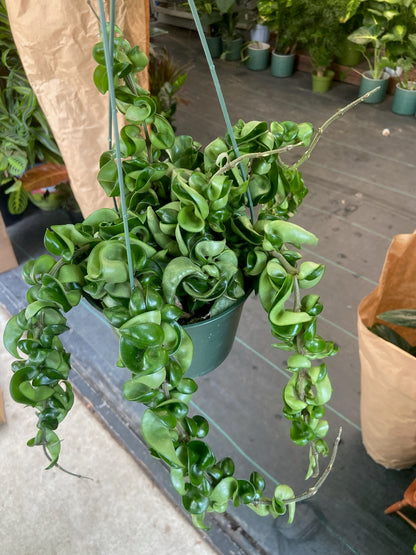 6 inch pot - Hoya Compacta aka Hoya Compacta Hindu Rope in Hanging Pot Live  #018 - 🪴 Voelk Art & Plants Inc 🪴