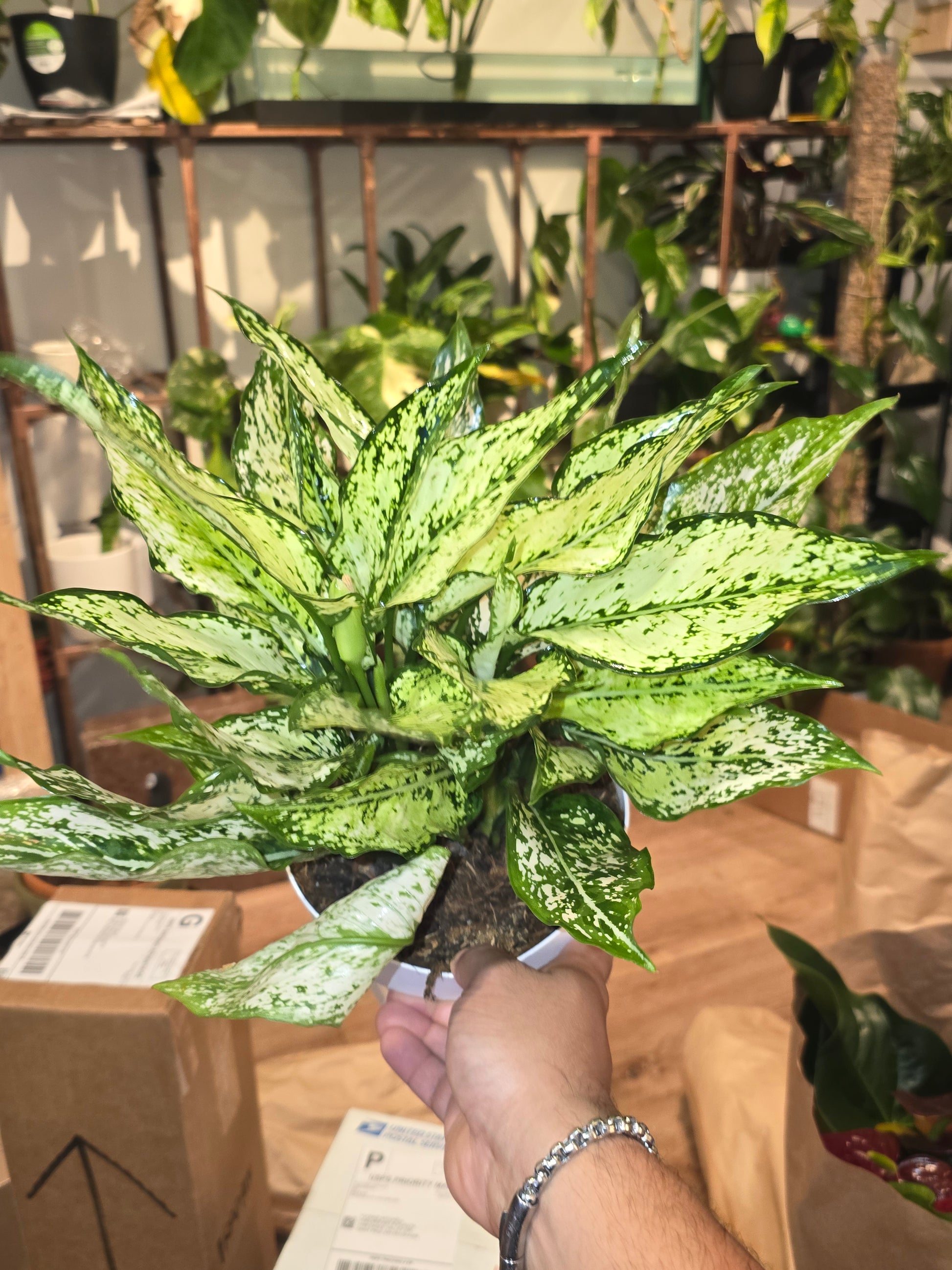chinese lucky plant aglaonema White Dalmation Chinese Evergreen Plant - Aglaonema - Grows in Dim Light