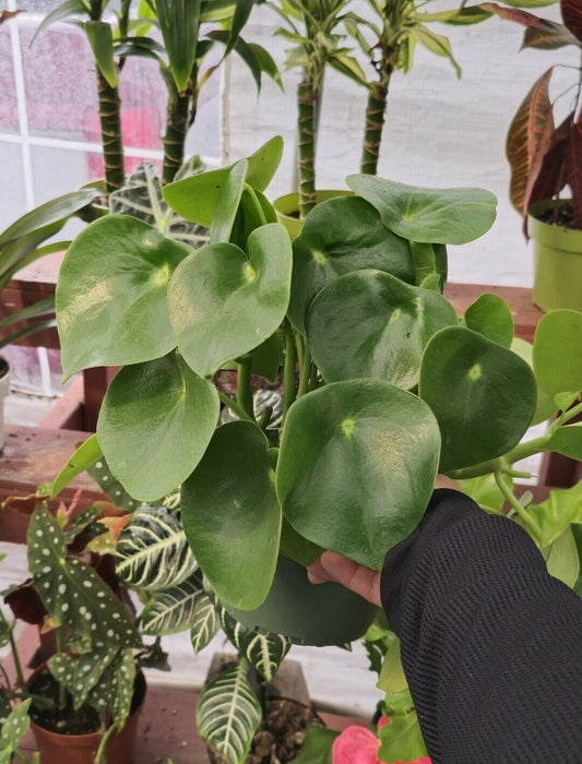6" Pot - Peperomia Raindrop - Rain Drop Chinese Money Live Plant #008