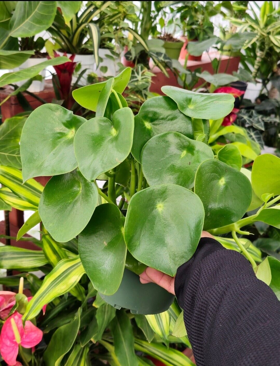 6" Pot - Peperomia Raindrop - Rain Drop Chinese Money Live Plant #008