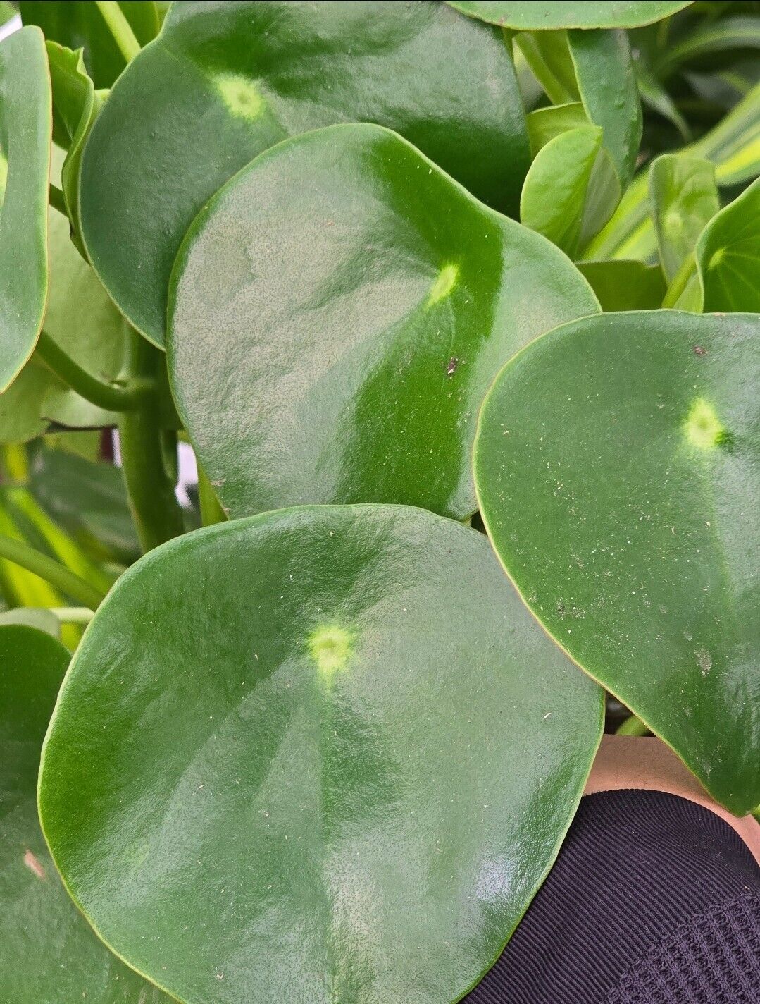 6" Pot - Peperomia Raindrop - Rain Drop Chinese Money Live Plant #008