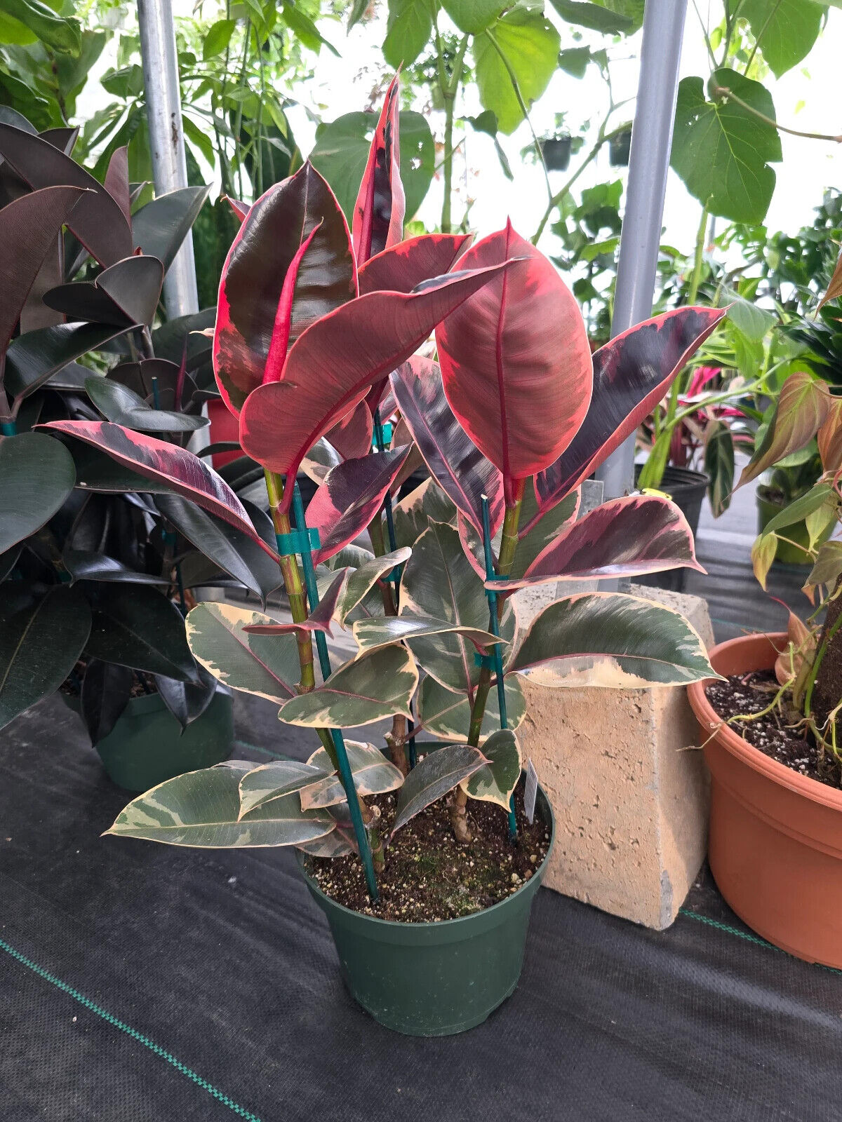 rubber tree plant tall 8" Pot - 2.5ft tall XL size Ficus elastica "Ruby" Variegated Rubber Tree