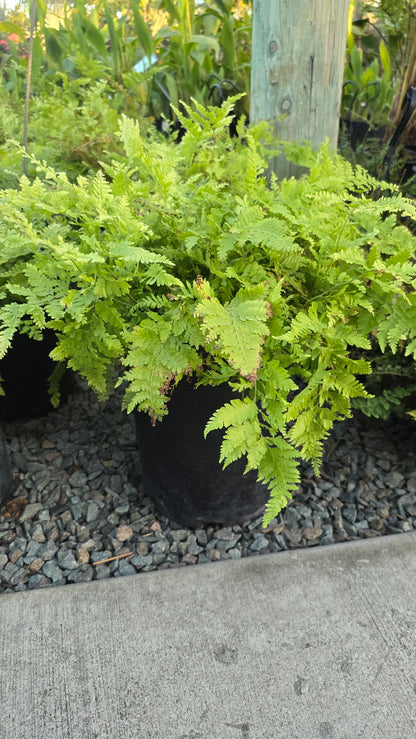 Microlepia strigosa Fern Giant 2.5 ft tall , Get similar - 🪴 Voelk Art & Plants Inc 🪴